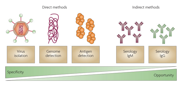 Direct and Indirect Methods for Dengue Detection